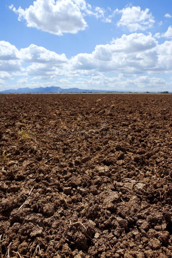 小麦春季咋管理？山东分区域施策方案来了